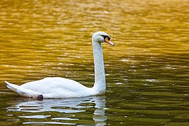8月18日举行《装甲核心6》开头半小时试玩直播